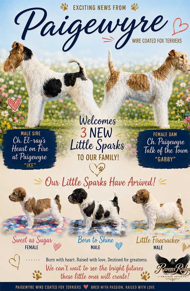 Wire Fox Terrier Puppies